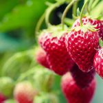 Pequeños frutos para cultivar en maceta
