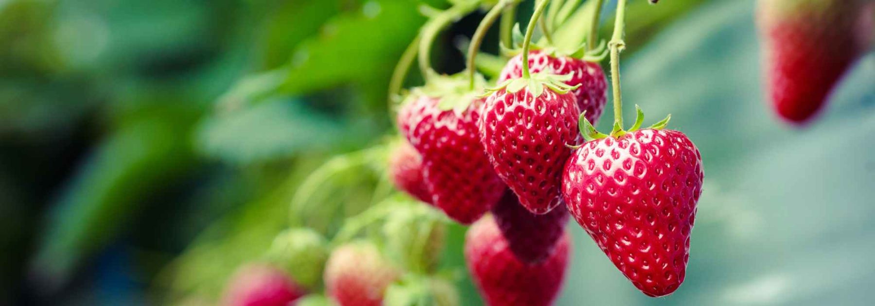 Pequeños frutos para cultivar en maceta