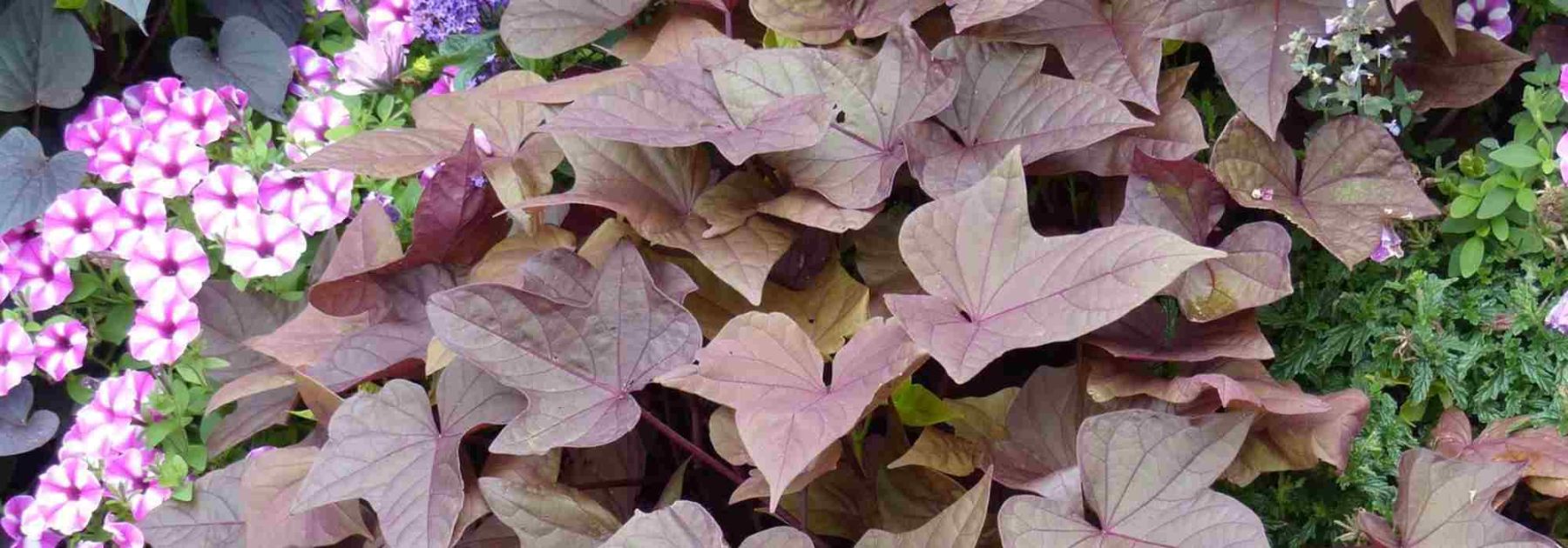 Las mejores anuales con follaje decorativo para realzar tu jardín o balcón
