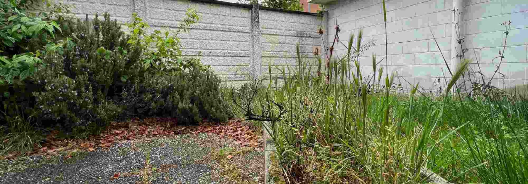 Cómo revitalizar un jardín abandonado, paso a paso