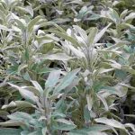 Salvia officinalis: una planta para cultivar por sus beneficios para la salud