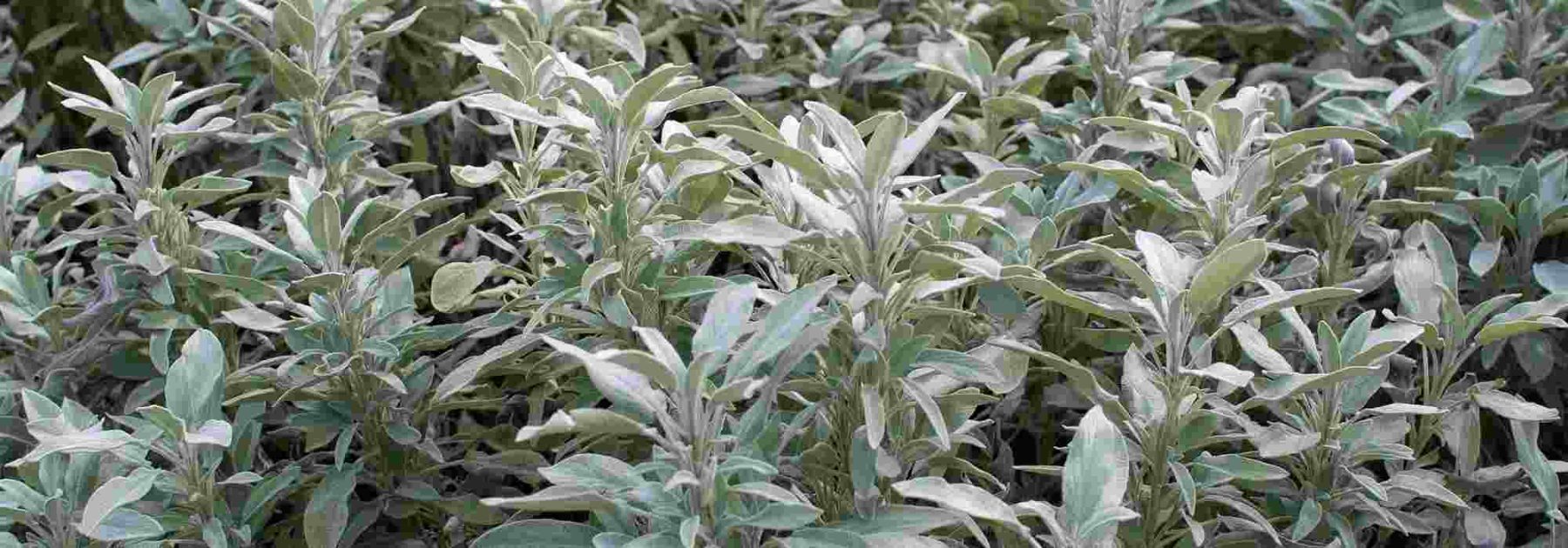 Salvia officinalis: una planta para cultivar por sus beneficios para la salud