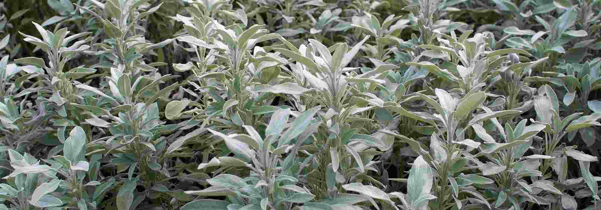 Salvia officinalis: una planta para cultivar por sus beneficios para la salud