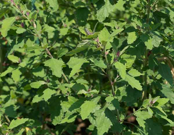 ¿Cómo sembrar el cenizo?