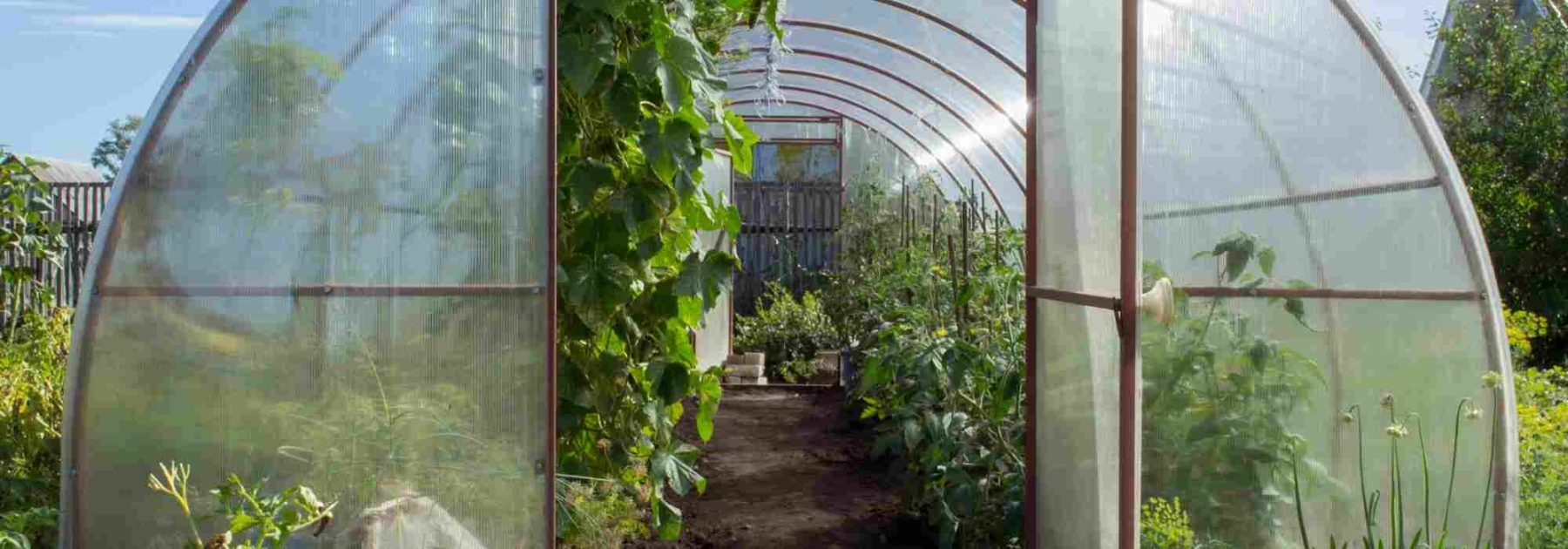 ¿Cuáles son las mejores frutas y verduras para cultivar en invernadero según las estaciones?