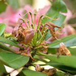 ¿Cómo podar el rododendro?
