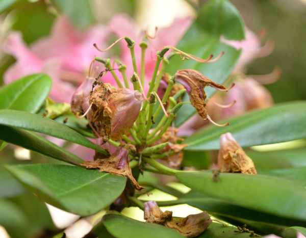 ¿Cómo podar el rododendro?