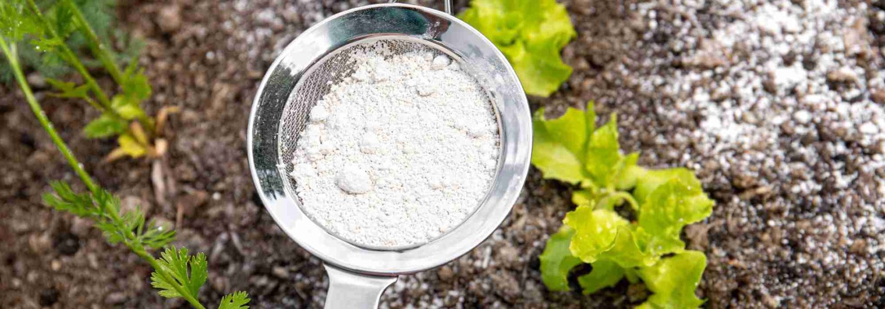 ¿Cómo utilizar la tierra de diatomeas en el jardín?