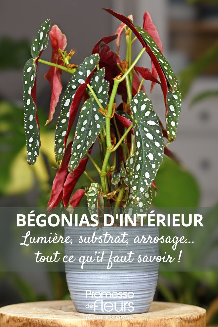 Begonias de interior, el mantenimiento a lo largo de las estaciones un Begonia maculata en macetas