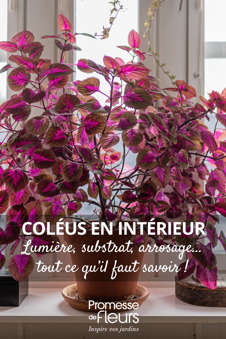 Cóleo de interior: cuidados a lo largo de las estaciones cultivar el cóleo en interiores
