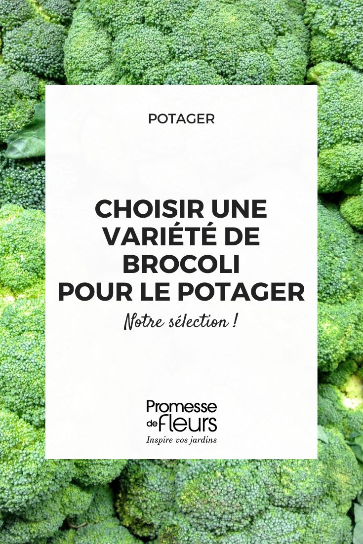 elegir un brócoli