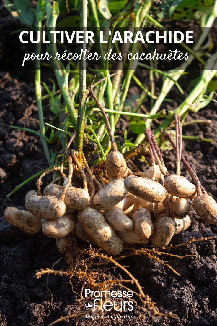 Cómo cultivar la arachide para cosechar cacahuetes cultivo del cacahuete