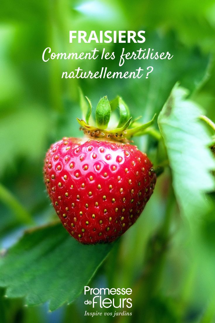 Enriquecer y fertilizar las plantas de fresas