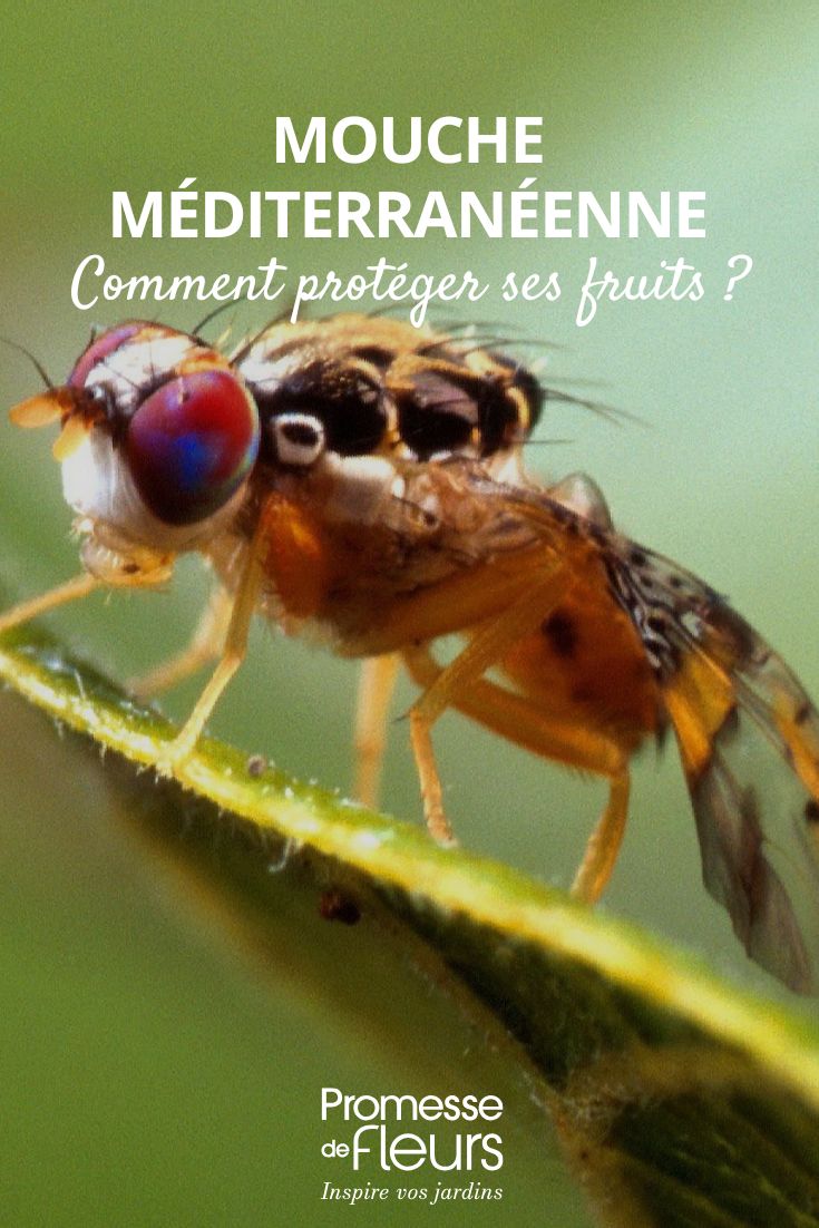 Cómo combatir la mosca mediterránea de la fruta Ceratitis capitata