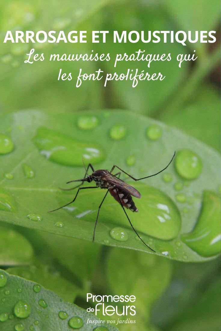 riego y mosquitos en el jardín Riego: las malas prácticas que gustan a los mosquitos