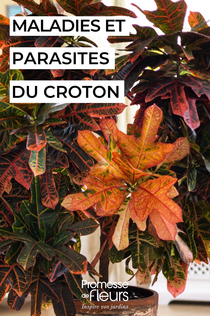 Croton en interior: parásitos, enfermedades y problemas frecuentes cuidar el croton en macetas