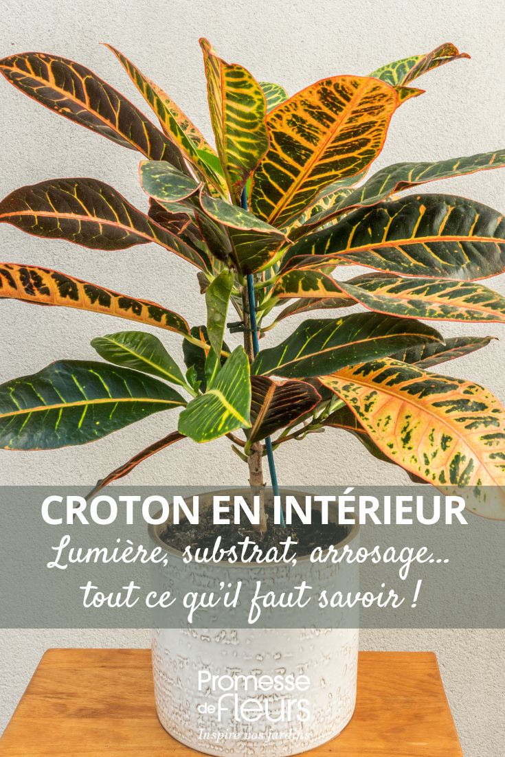 Croton: el cuidado de esta planta de interior a lo largo de las estaciones mantenimiento del croton mes a mes