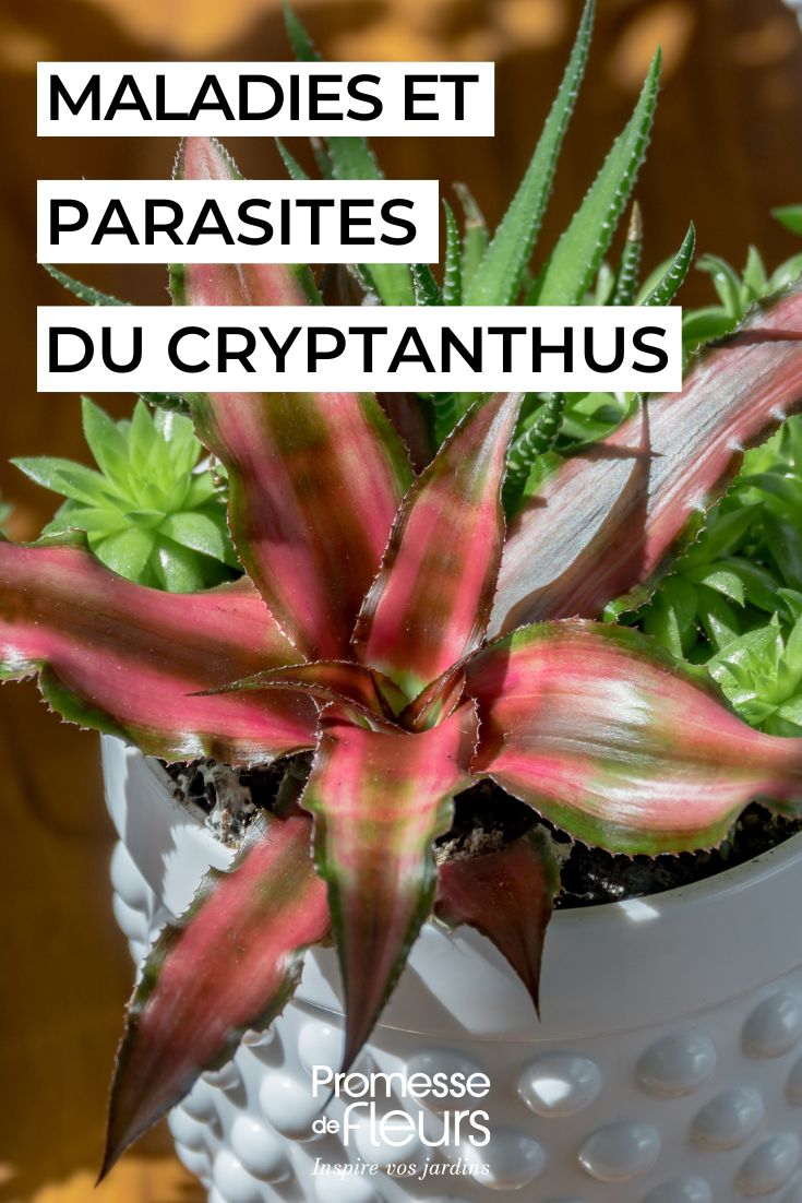Cryptanthus enfermedades, parásitos y problemas comunes de esta planta de interior (1) cuidar el CRYPTANTHUS