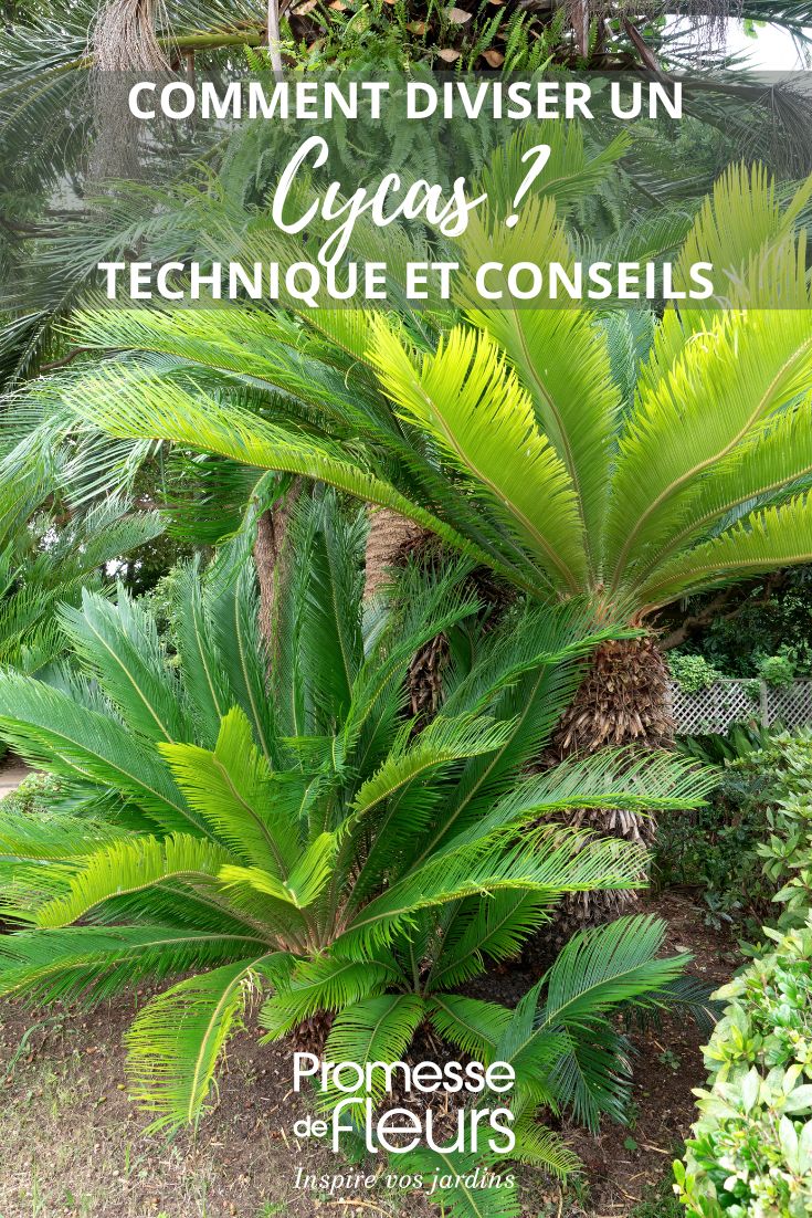multiplicar y dividir un cycas