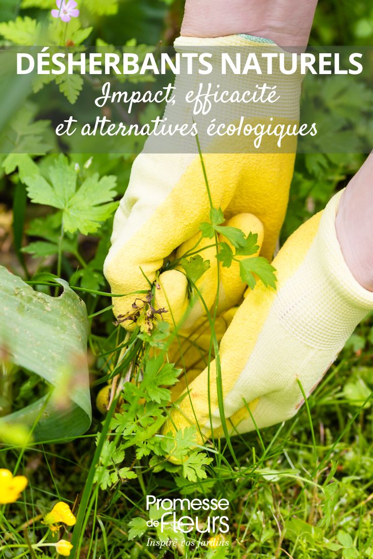 Herbicidas naturales: impacto, eficacia y alternativas ecológicas (2) Los herbicidas llamados "naturales": ¿qué contienen realmente?