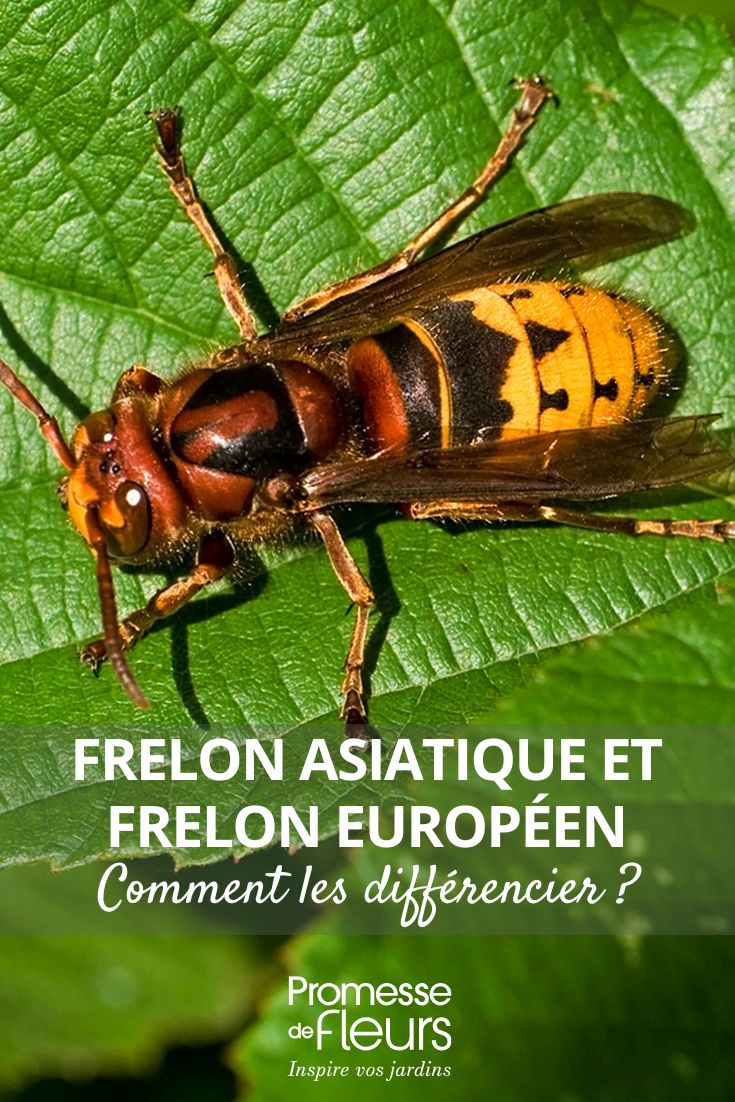 Avispa asiática y avispa europea: cómo diferenciarlas diferenciar los avispones asiáticos y europeos