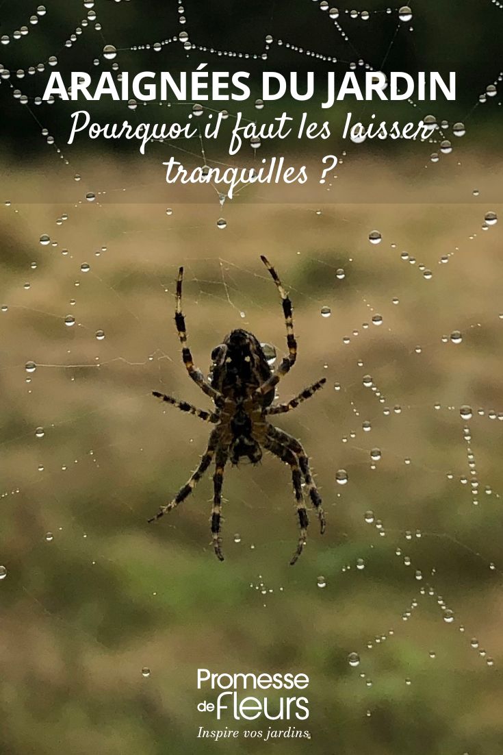 Las arañas en el jardín: por qué hay que dejarlas tranquilas araña del jardín