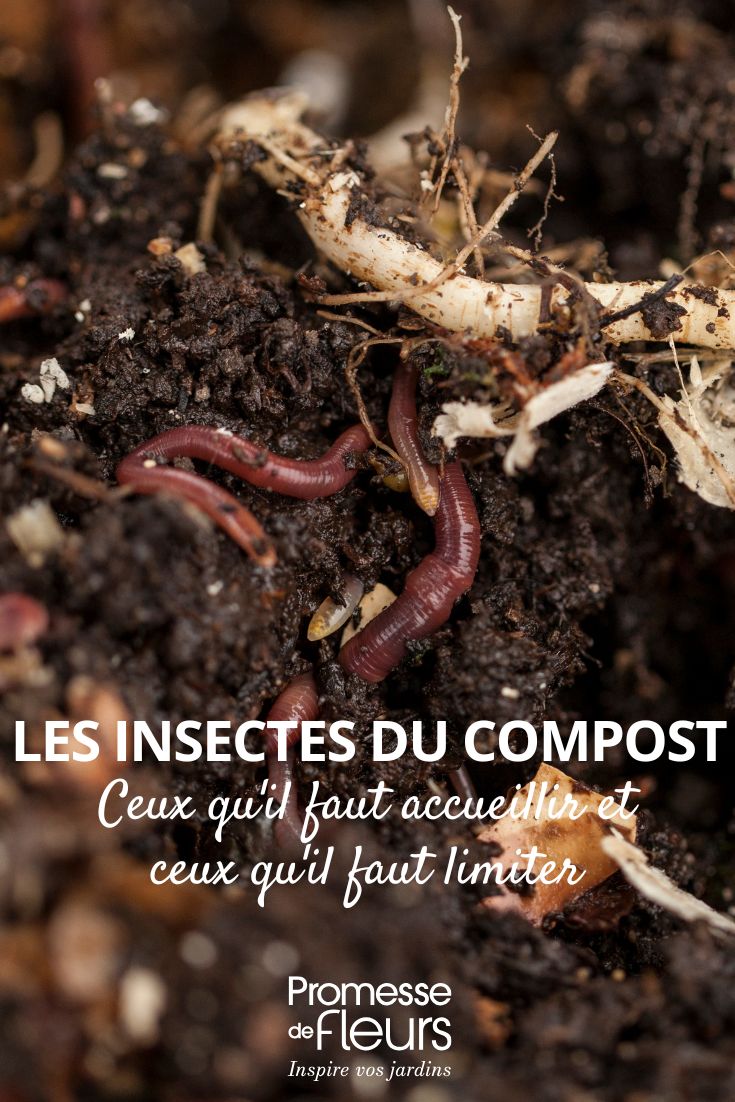 Los insectos del compost: los que hay que acoger, los que hay que limitar los insectos de nuestro compost