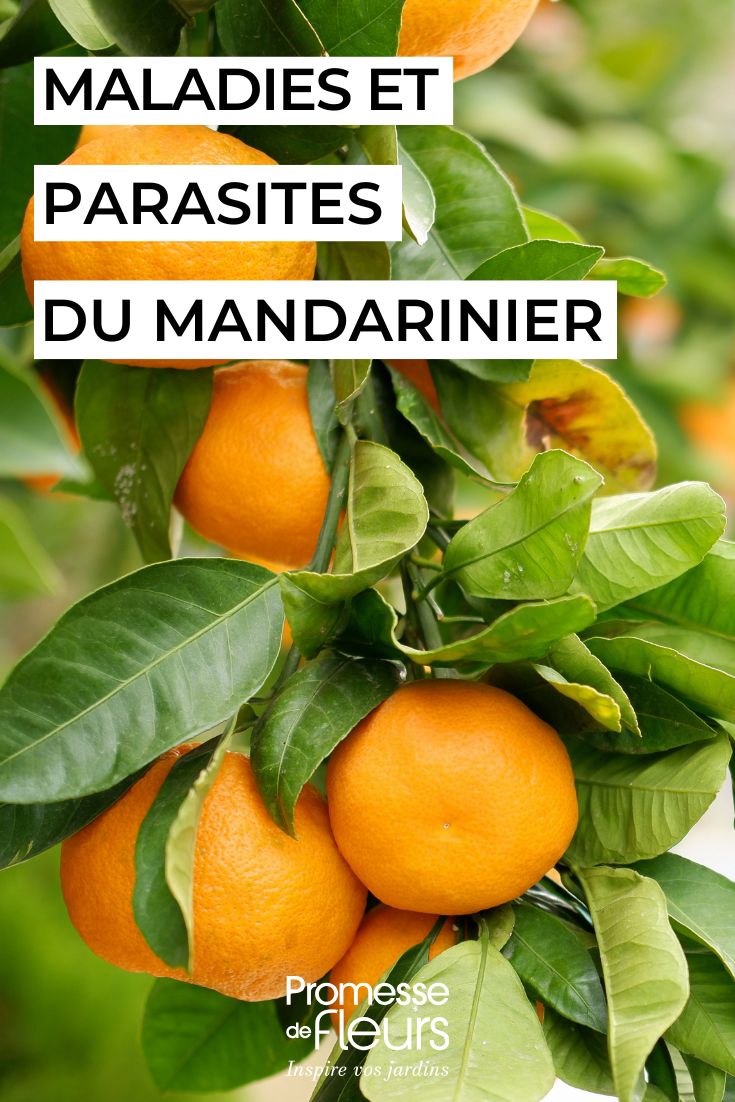 Las enfermedades y los parásitos más comunes de la mandarina híbrida cuidar la Mandarina híbrida