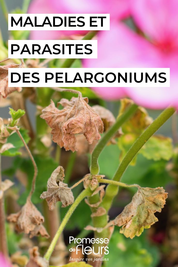 Enfermedades y parásitos de los geranios cuidar los PELARGONIUMs