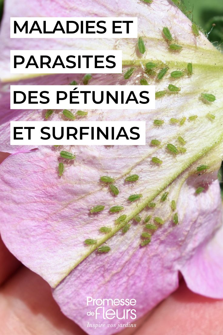 cuidar los petunios y surfinias