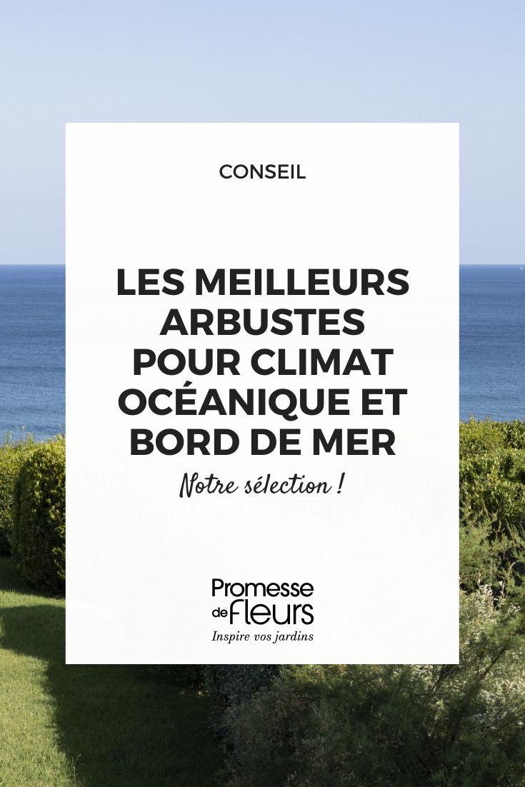 Los mejores arbustos para clima oceánico y a orillas del mar elegir un arbusto para a orillas del mar