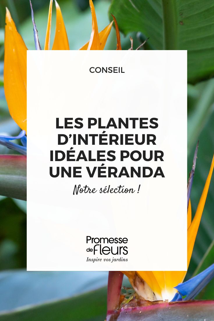 Las plantas de interior ideales para una veranda (1) flores de strelitzia