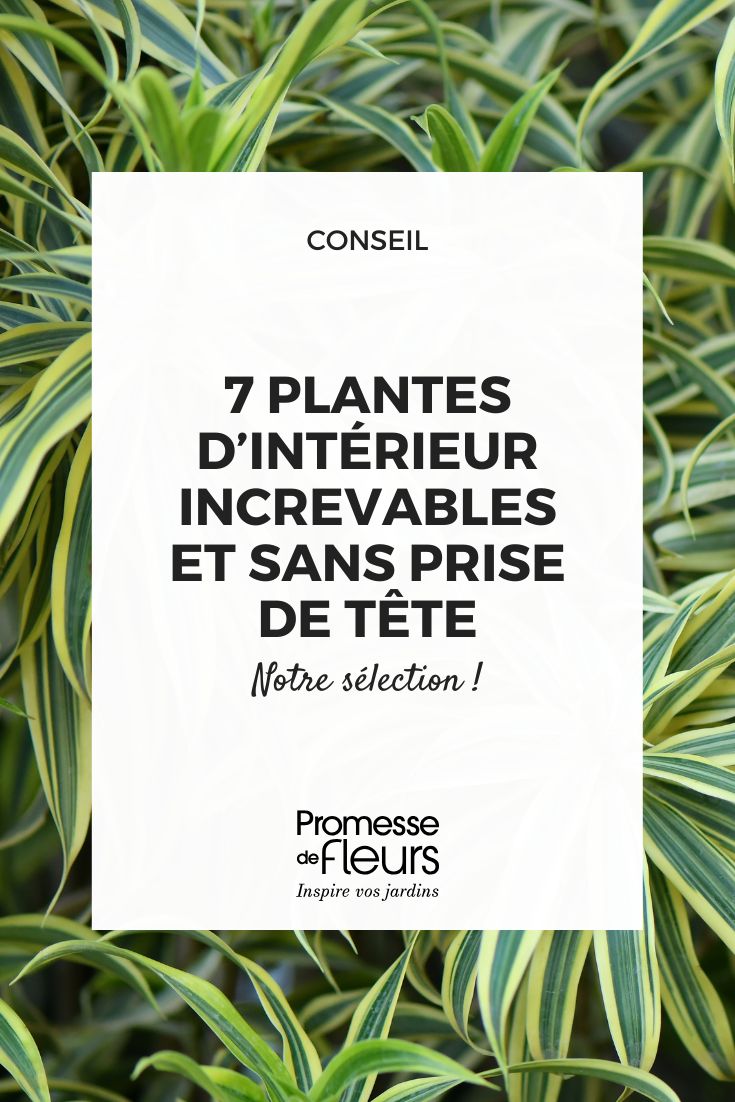 Las plantas de interior indestructibles: 7 apuestas seguras para un interior frondoso sin complicaciones (1) Clorofito
