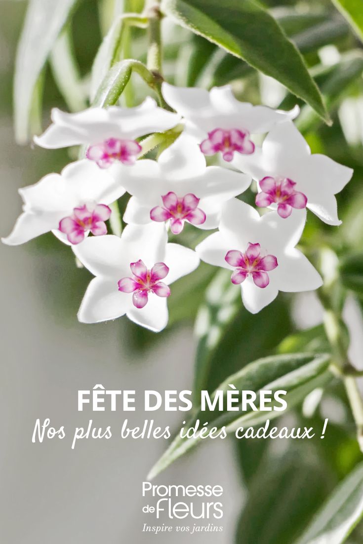 Nuestras mejores ideas de regalo para el Día de la Madre hoya flor de porcelana