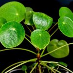 Pilea: Cultivo y cuidados