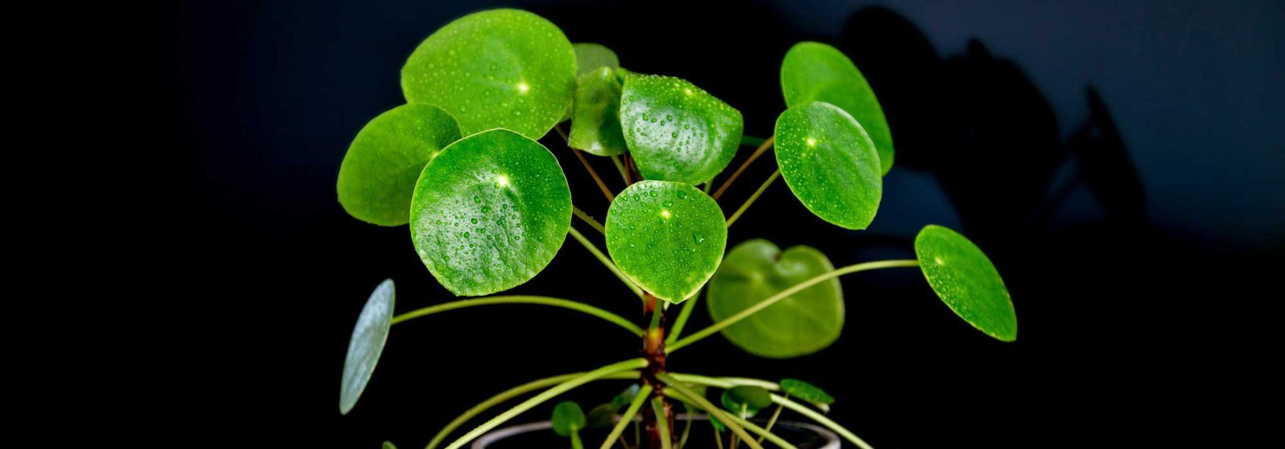 Pilea: Cultivo y cuidados