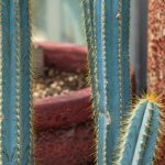 Pilosocereus: plantar, cultivar y cuidar