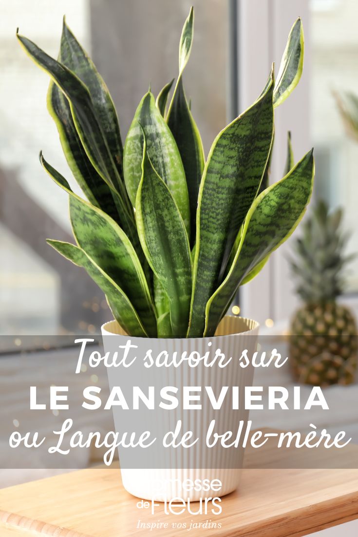 Sansevieria, Lengua de suegra: cultivo y cuidados en interiores Sansevieria