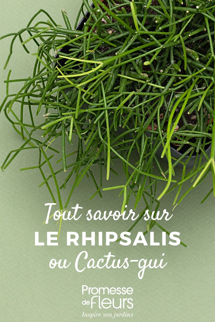 Rhipsalis - Cactus: plantación, cuidados para este cactus de interior colgante Rhipsalis en macetas