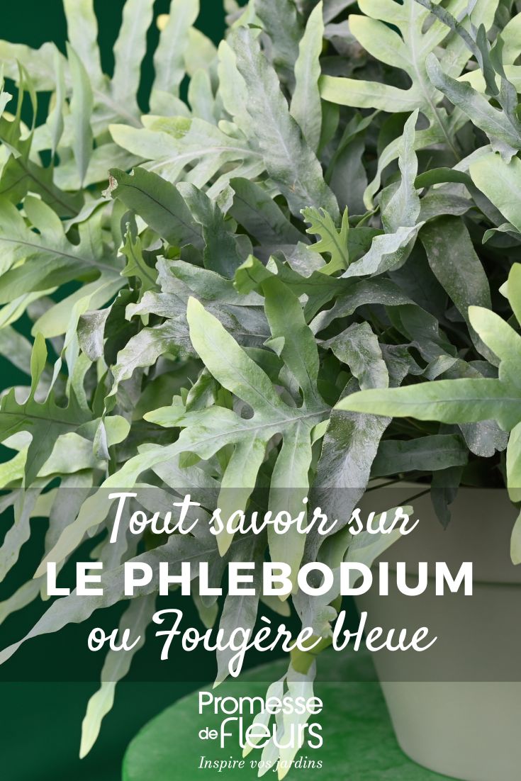 Phlebodium, Helecho azul: cultivo y cuidados phlebodium (conservant le terme botanique en latin comme dans l'original)
