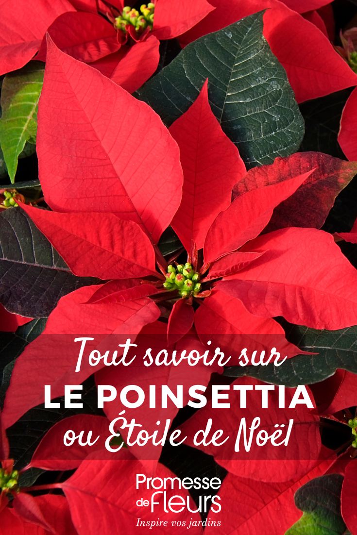 Estrella de Navidad - Poinsettia: cultivo y cuidados Poinsettia