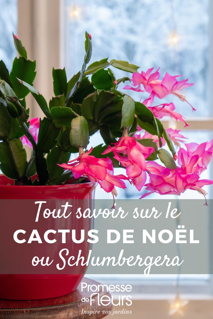 Cactus de Navidad, Schlumbergera: cultivo y cuidados para una floración espectacular en invierno Cactus de Navidad