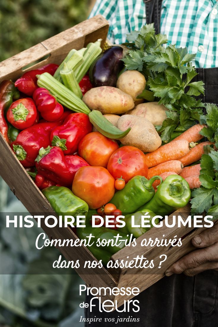 ¿De dónde vienen nuestras verduras favoritas? Su historia revelada