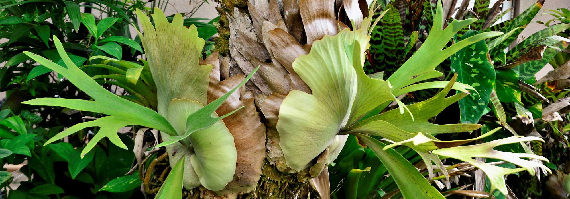 Platycerium, Helecho cuerno de alce: Cultivo y cuidados