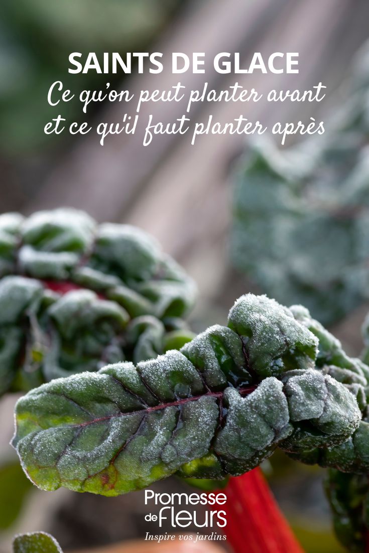 Santos de Hielo: qué se puede plantar antes y qué hay que plantar después Plantación en el huerto o en el jardín y heladas tardías. Aquí una Acelga que ha sufrido un golpe de helada.