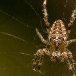 Las arañas en el jardín: ¿por qué hay que dejarlas tranquilas?
