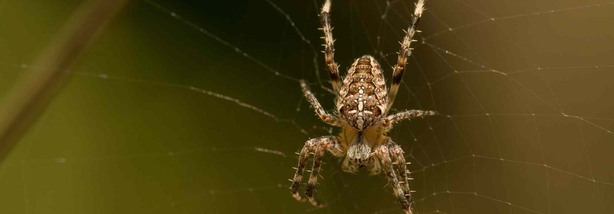 Las arañas en el jardín: ¿por qué hay que dejarlas tranquilas?