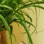 Beaucarnea o Nolina: el cuidado de esta planta de interior a lo largo de las estaciones