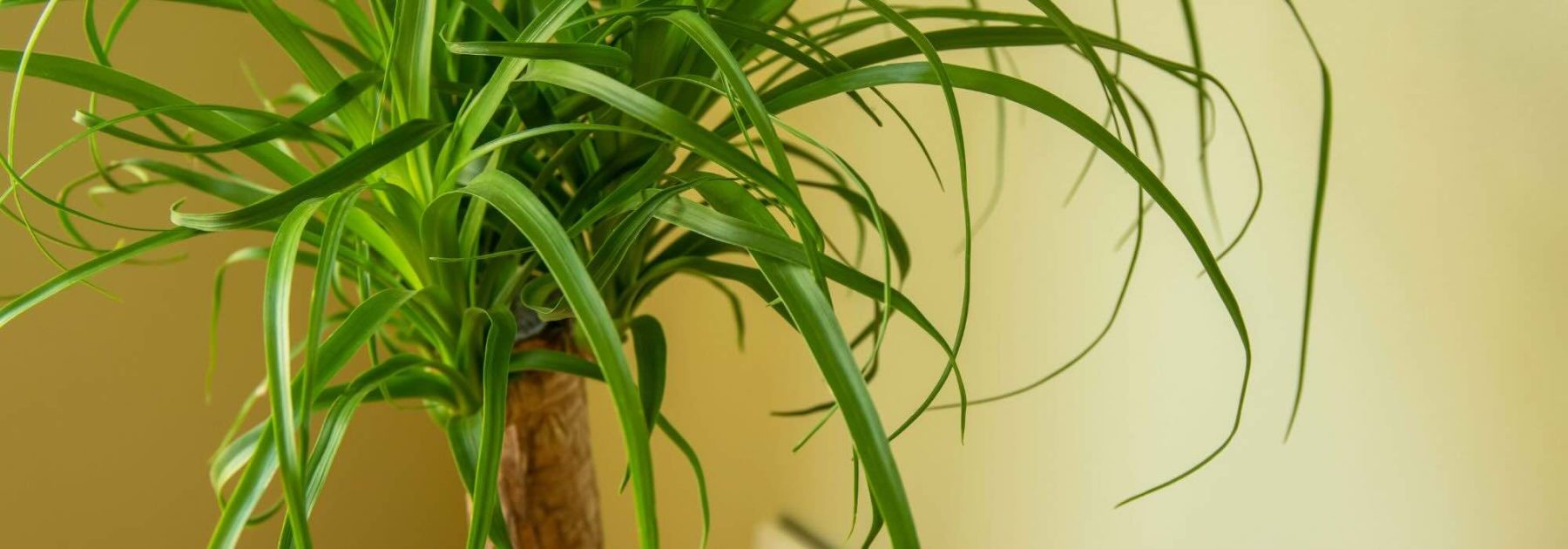 Beaucarnea o Nolina: el cuidado de esta planta de interior a lo largo de las estaciones