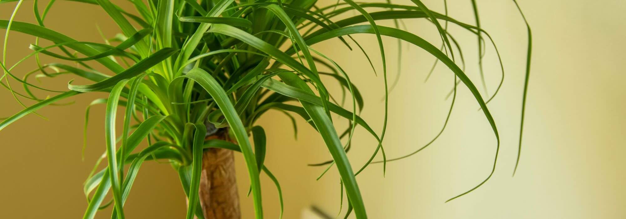 Beaucarnea o Nolina: el cuidado de esta planta de interior a lo largo de las estaciones
